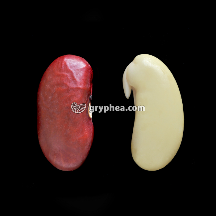 Haricot (Phaseolus vulgaris) - Germination (1er jour) - gryphea.org